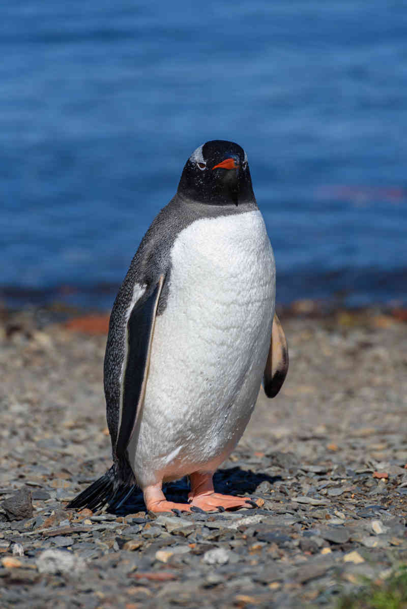 Pingüino Gentoo - islas Georgias del Sur 01.jpg